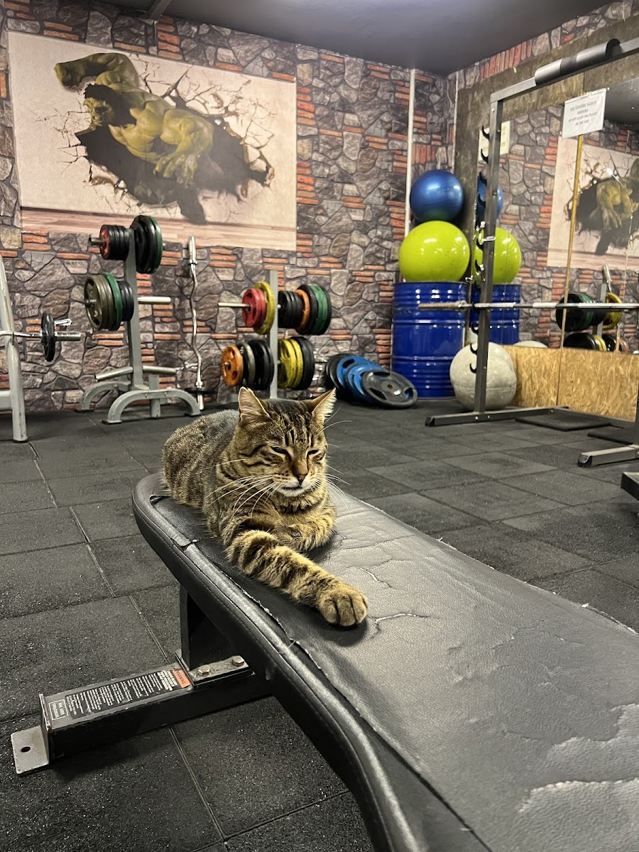 Hornets Gym - Kadıköy Spor Tesisi - Görsel 3