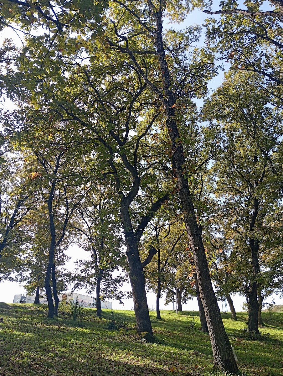 Tuzla Belediyesi Ömer Halisdemir Gençlik Kampı - Tuzla Spor Tesisi - Görsel 4