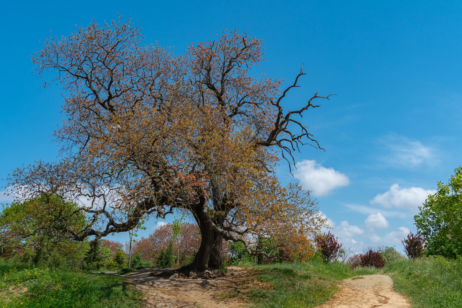 Validebağ Korusu - Üsküdar Spor Tesisi - Görsel 1