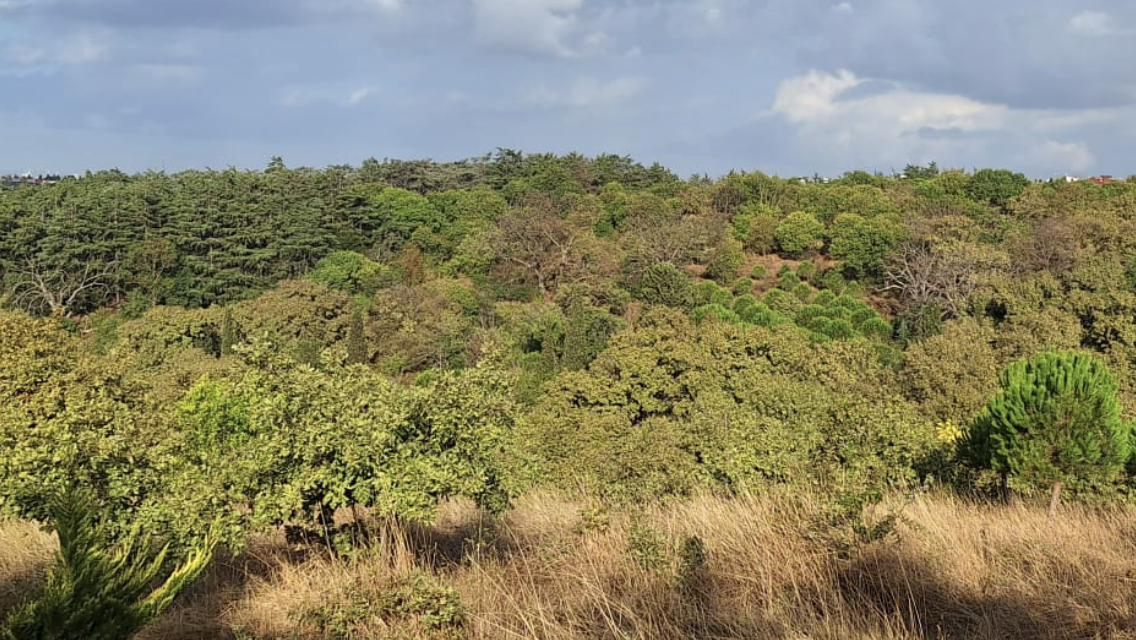 Validebağ Korusu - Üsküdar Spor Tesisi - Görsel 3
