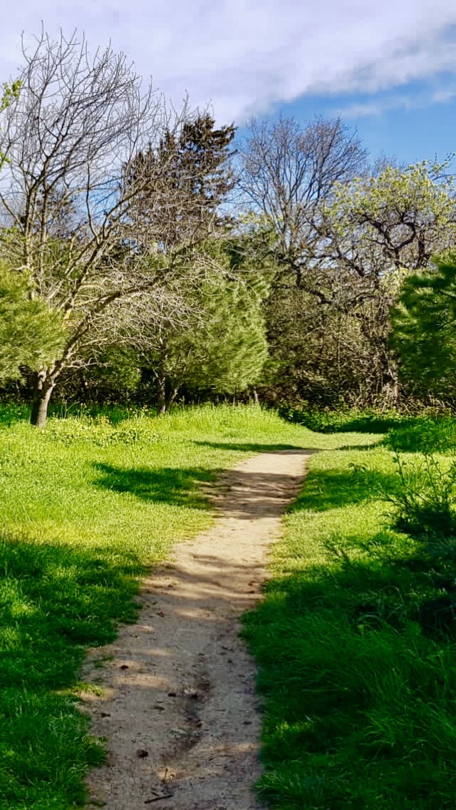 Validebağ Korusu - Üsküdar Spor Tesisi - Görsel 4