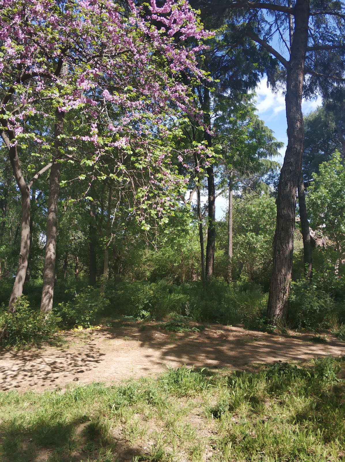 Validebağ Korusu - Üsküdar Spor Tesisi - Görsel 6